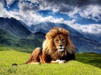 Большой лев на фоне гор