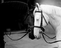 Черный конь и белая лошадь