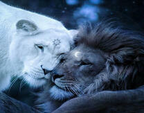 Белая львица и черный лев