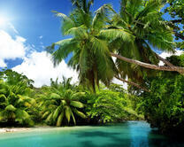 Пальмы и океан