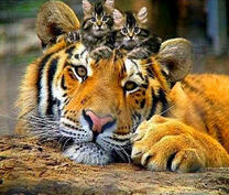 Тигр опекает котят