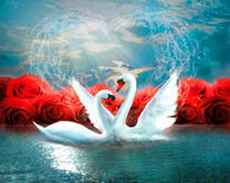 Два белых лебедя на озере на фоне роз