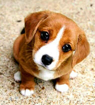 Милый взгляд маленького щенка