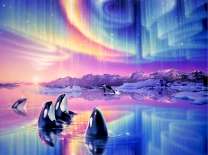 Касатки под северным сиянием