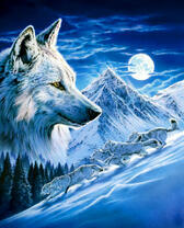 Белые волки в заснеженных горах