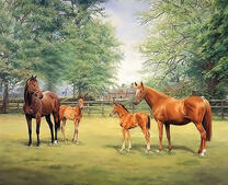 Семейная лошадиная идиллия