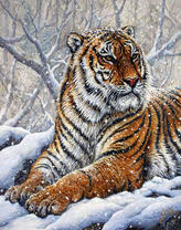 Пушистый тигр на белоснежном снегу
