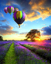 Воздушные шары над лавандовым полем