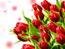 Багровые Голланские тюльпаны