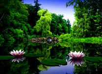 Каменный мост через озеро с лотосами