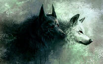 Черный и белый волк