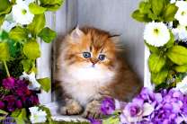 Пушистый котик на крыльце