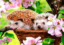 Ежики в корзинке