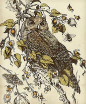 Сова в графике