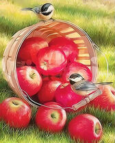 Красные яблоки и воробьи