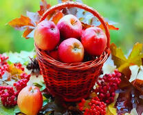 Красные яблочки и калина