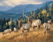 Стадо оленей в горных лесах