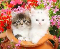 Разномастные котята в кувшине