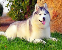 Пушистый хаски на траве