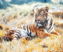 Тигр на сухой траве