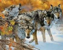 Стая волков на снегу