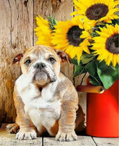 Бульдог и подсолнухи