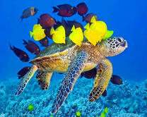 Черепаха и цветные рыбки