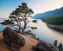 Дерево на скале у моря