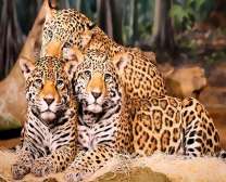Семейство леопардов