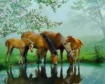 Лошадиная семья на водопое