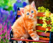 Рыженький котенок