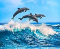 Три дельфина над волной
