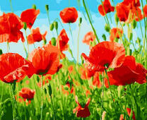 Полевые маки и небо