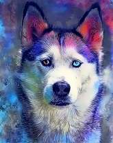 Пёс с разными глазами