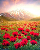 Маковая поляна у горы