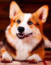 Порода собаки Вельш-корги пемброк