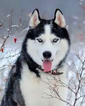 Пёс породы хаски