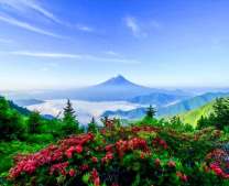 Цветы и горы