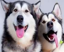 Уставшие хаски