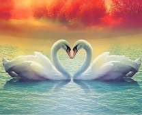 Любовь лебедей на закате дня