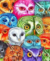 Разнообразие сов