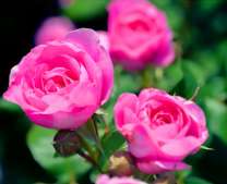 Розовые розы на клумбе