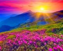 Альпийские луга