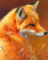 Изящная лиса