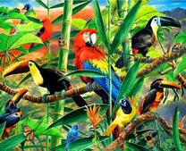 Попунгай, туканы и другие птицы