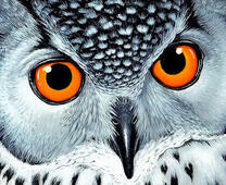 Точный взгляд совы