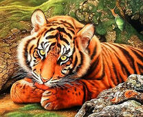 Тигр вылизывается