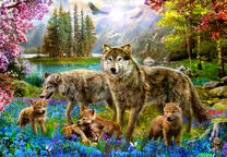 Семейство серых волков у реки