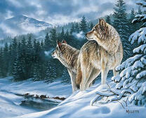 Серые волки возле горной реки