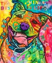 Цветная собака в ошейнике